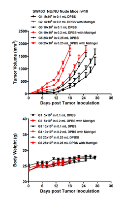 In Vivo Xenograft Models