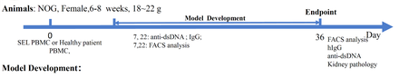 SLE-PBMC Reconstituted Humanized Model