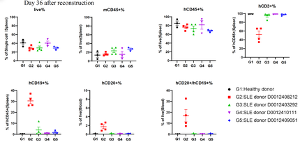 SLE-PBMC Reconstituted Humanized Model
