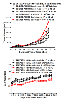 In Vivo Xenograft Models