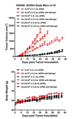 In Vivo Xenograft Models