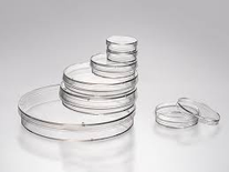 Cell culture dish
