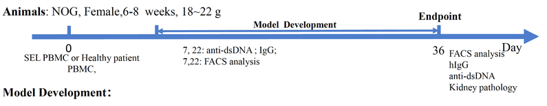 SLE-PBMC Reconstituted Humanized Model